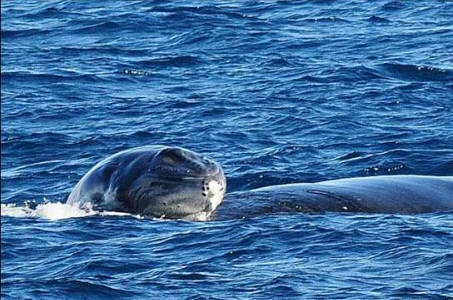 天辰驼背鲸母亲把宝宝托出水面首次呼吸(图)