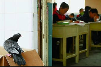 受伤幼鸽被小学生救助 伤好后每日伴读恩人天辰注册