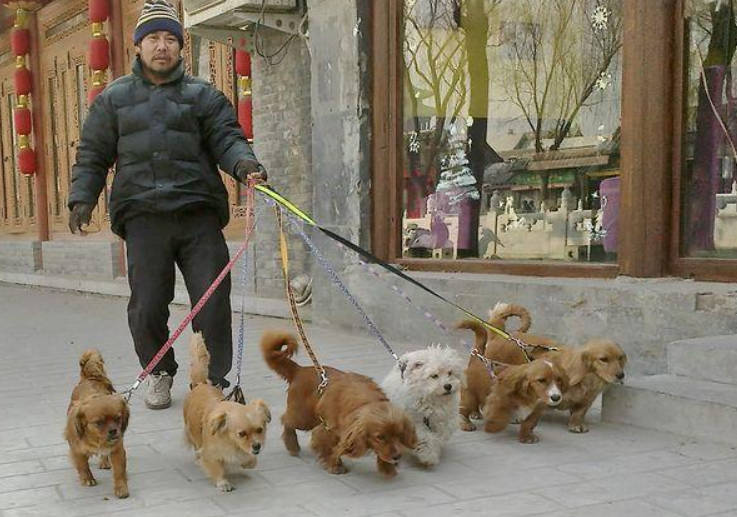 台南县灾区“六只忠狗天辰注册