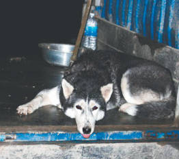 天辰注册忠犬为救主人殉难 人狗依偎而死