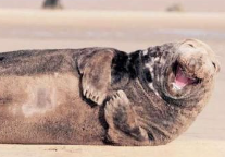 摄影师在英国拍到“大笑”海豹 表情很放松天辰